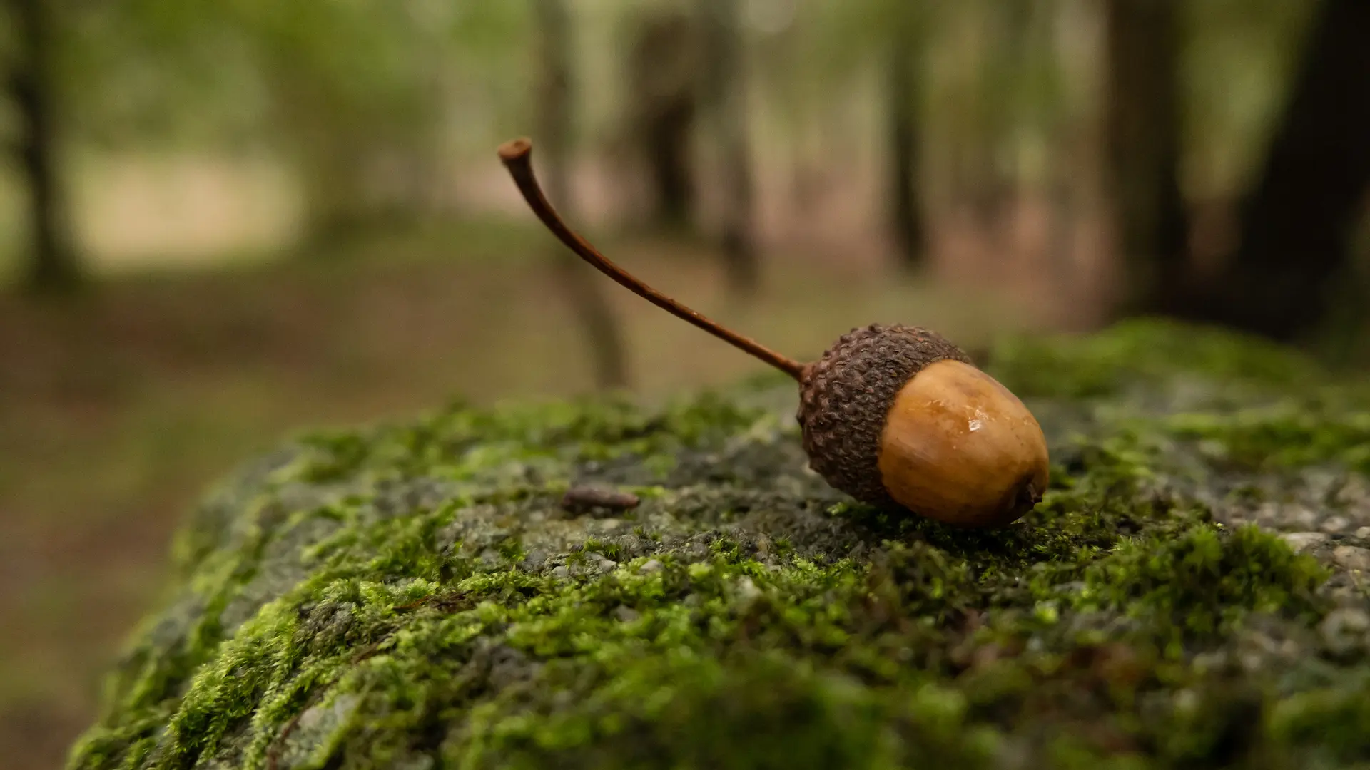 acorn on a tree stump